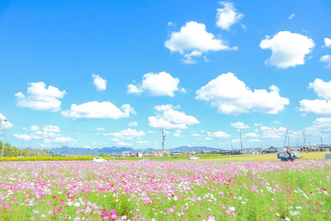 河高コスモス畑