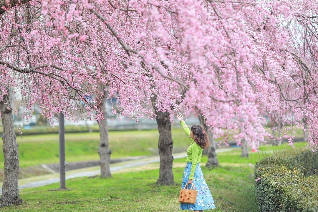 千鳥川桜堤公園