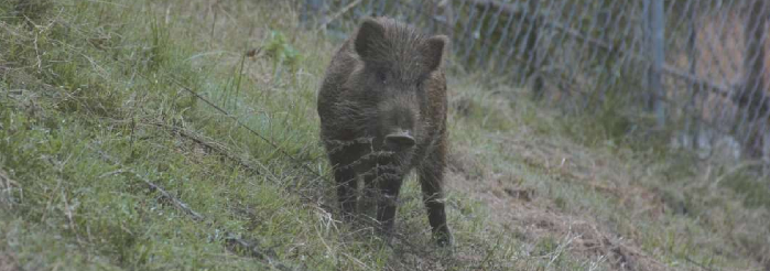 森林動物研究センター 撮影