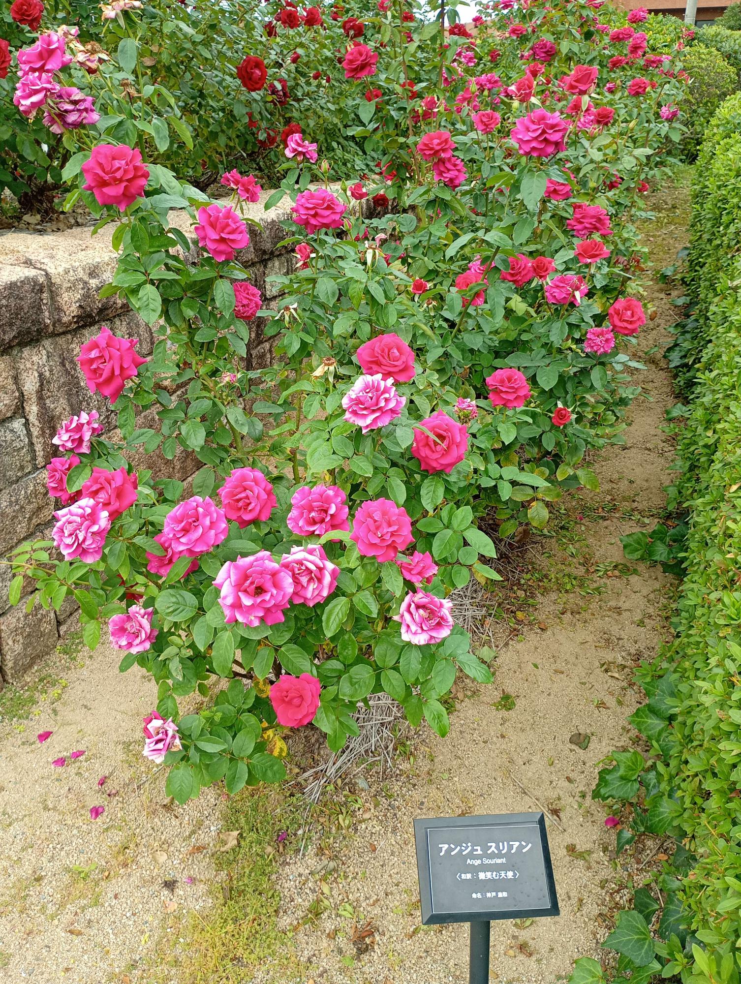 2026年10月19日 バラ園開花状況
