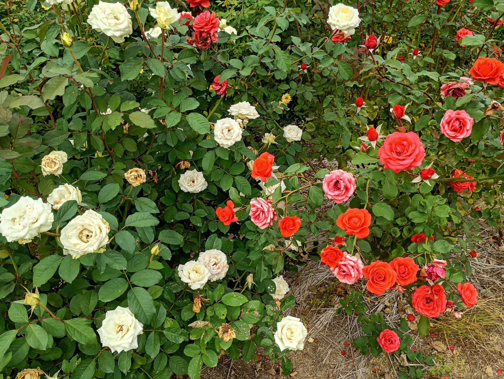 2026年10月19日 バラ園開花状況