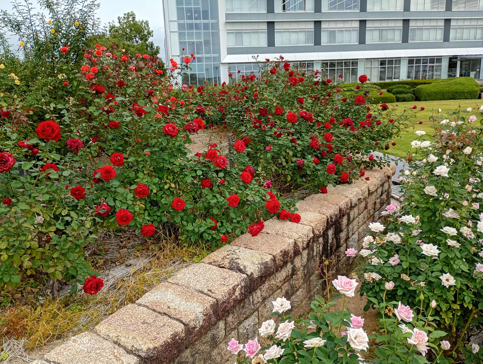 2026年10月19日 バラ園開花状況