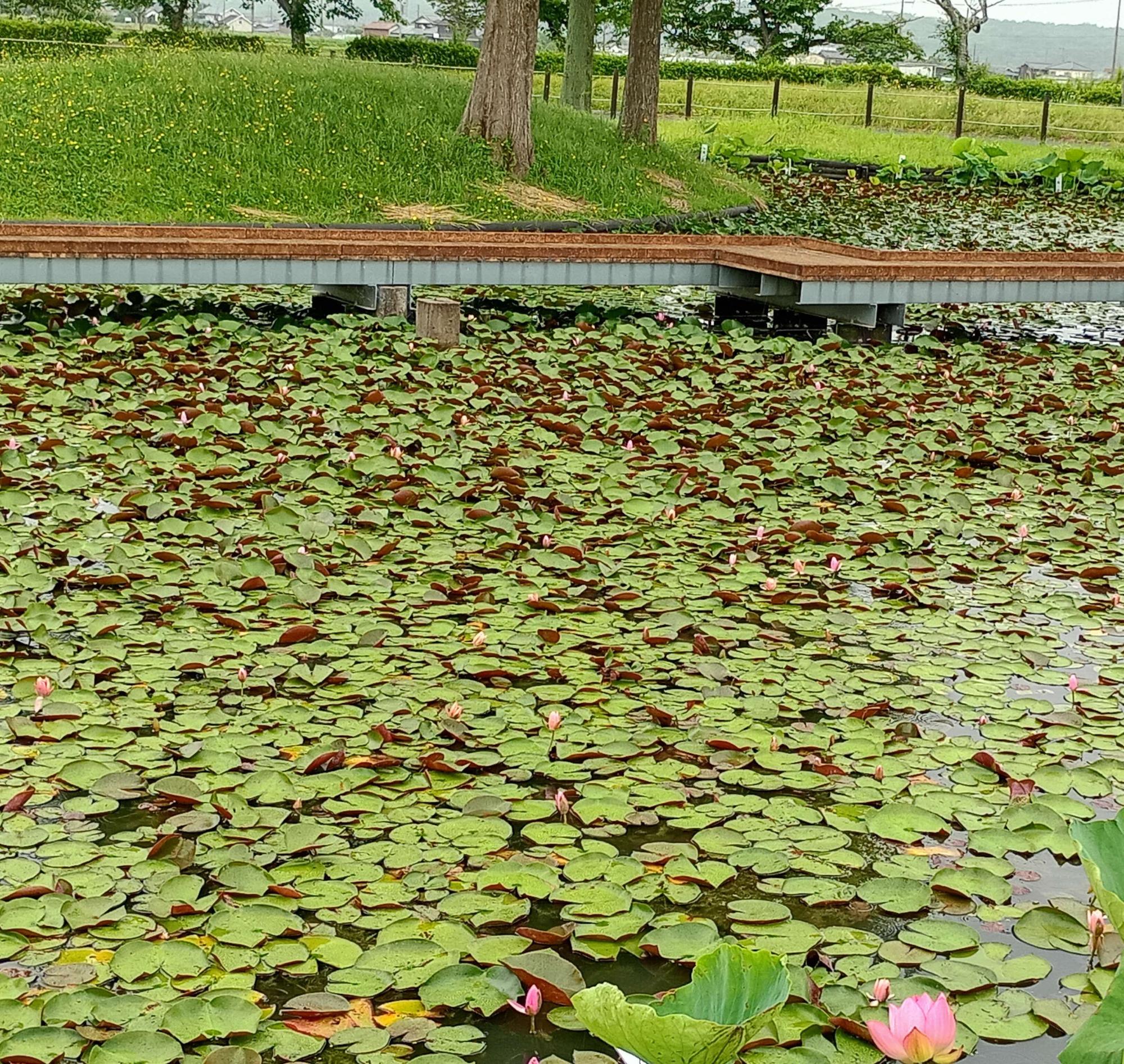 睡蓮 現在の状況 2026.6.8時点