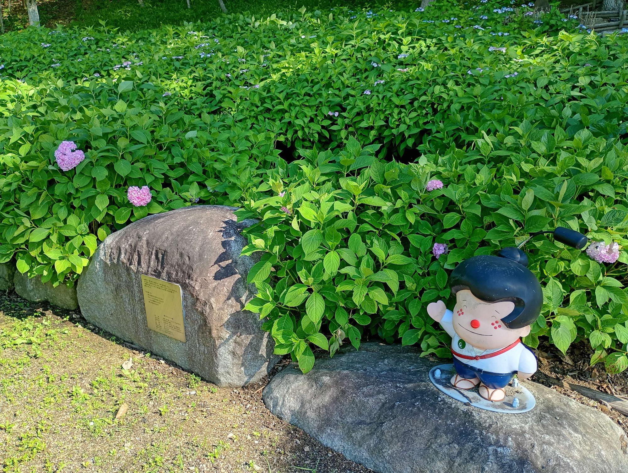 アジサイ 2026.6.10