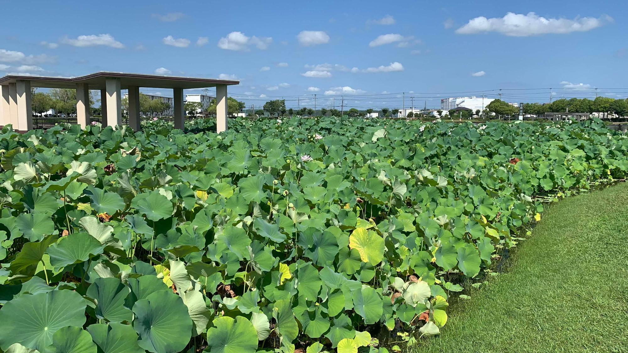 大賀蓮 開花終了 2025.7.10時点