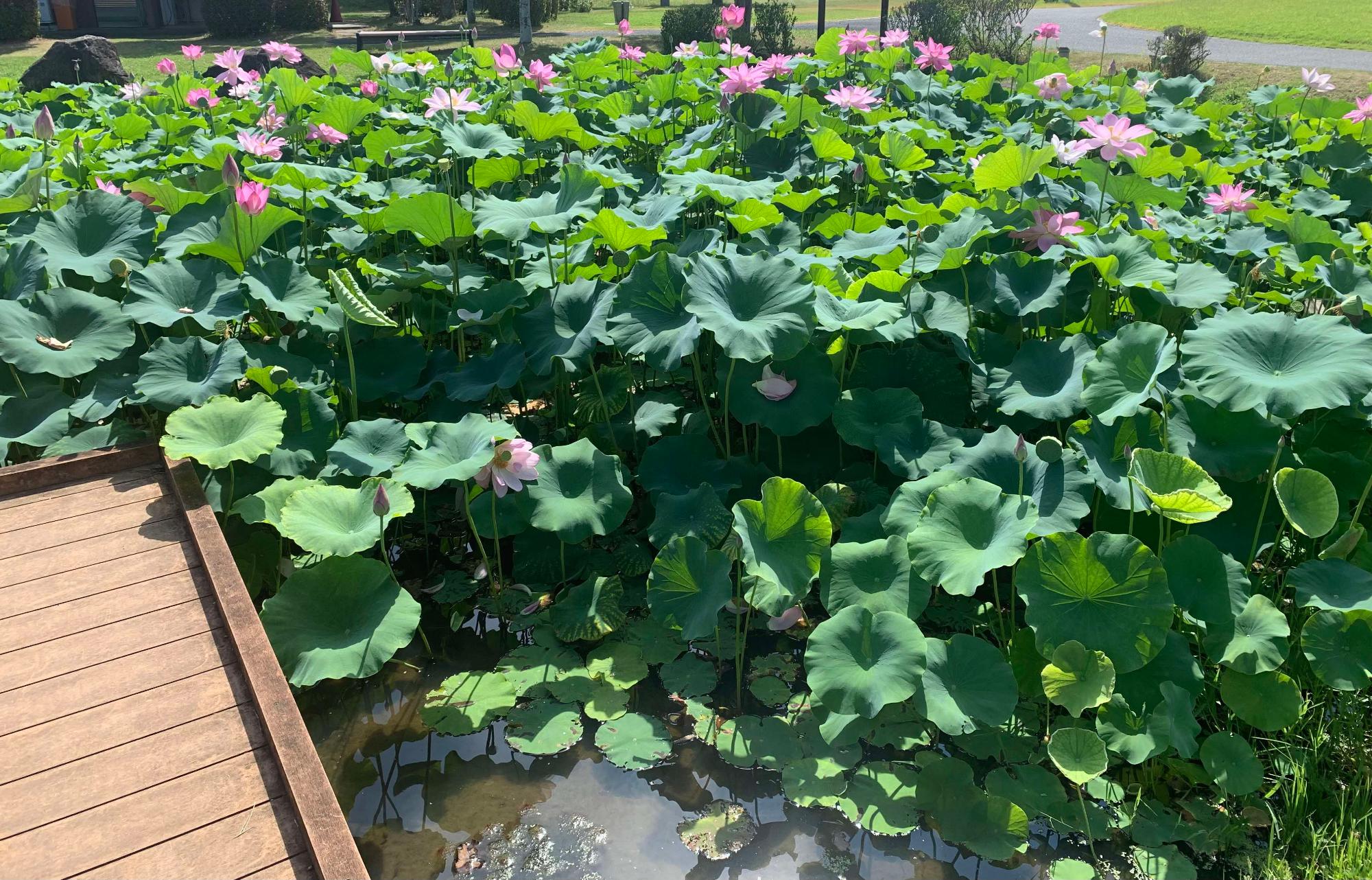 大賀蓮 見頃 2025.7.10時点