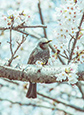 桜咲く枝を止まり木にしている小鳥