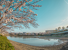 川にかかる桜の写真