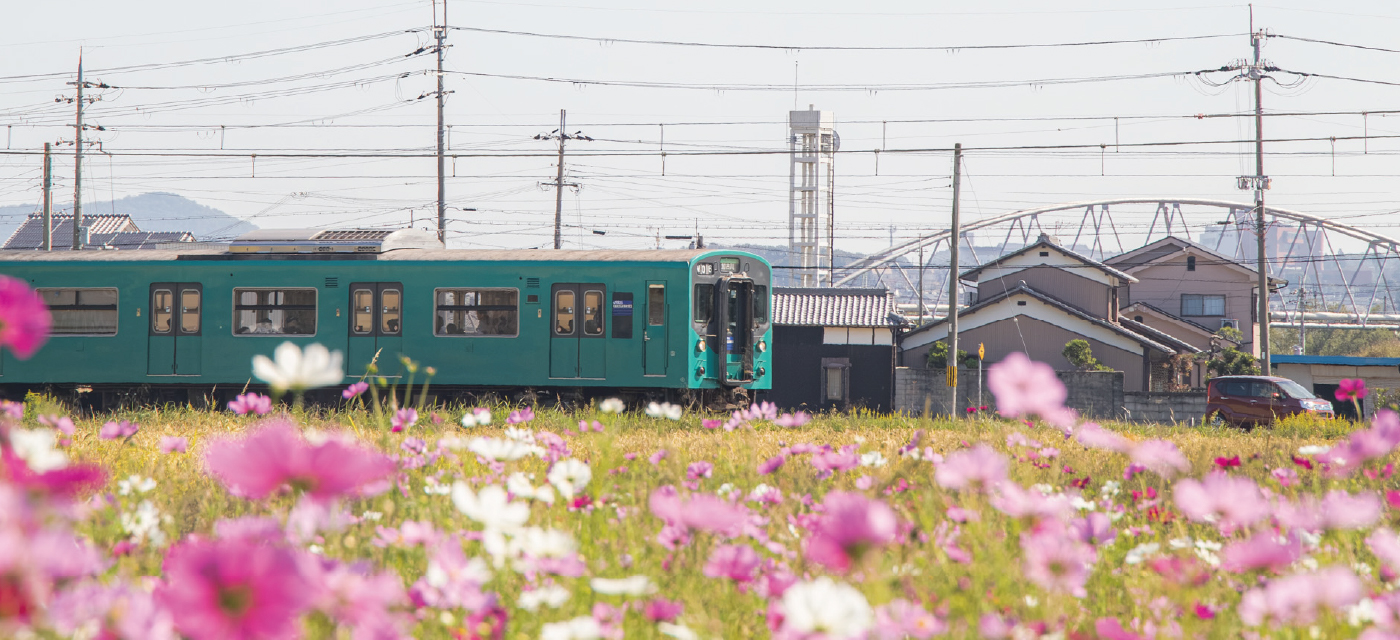 コスモス 電車