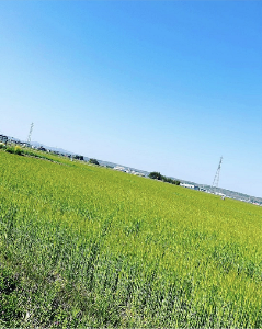 晴れともち麦