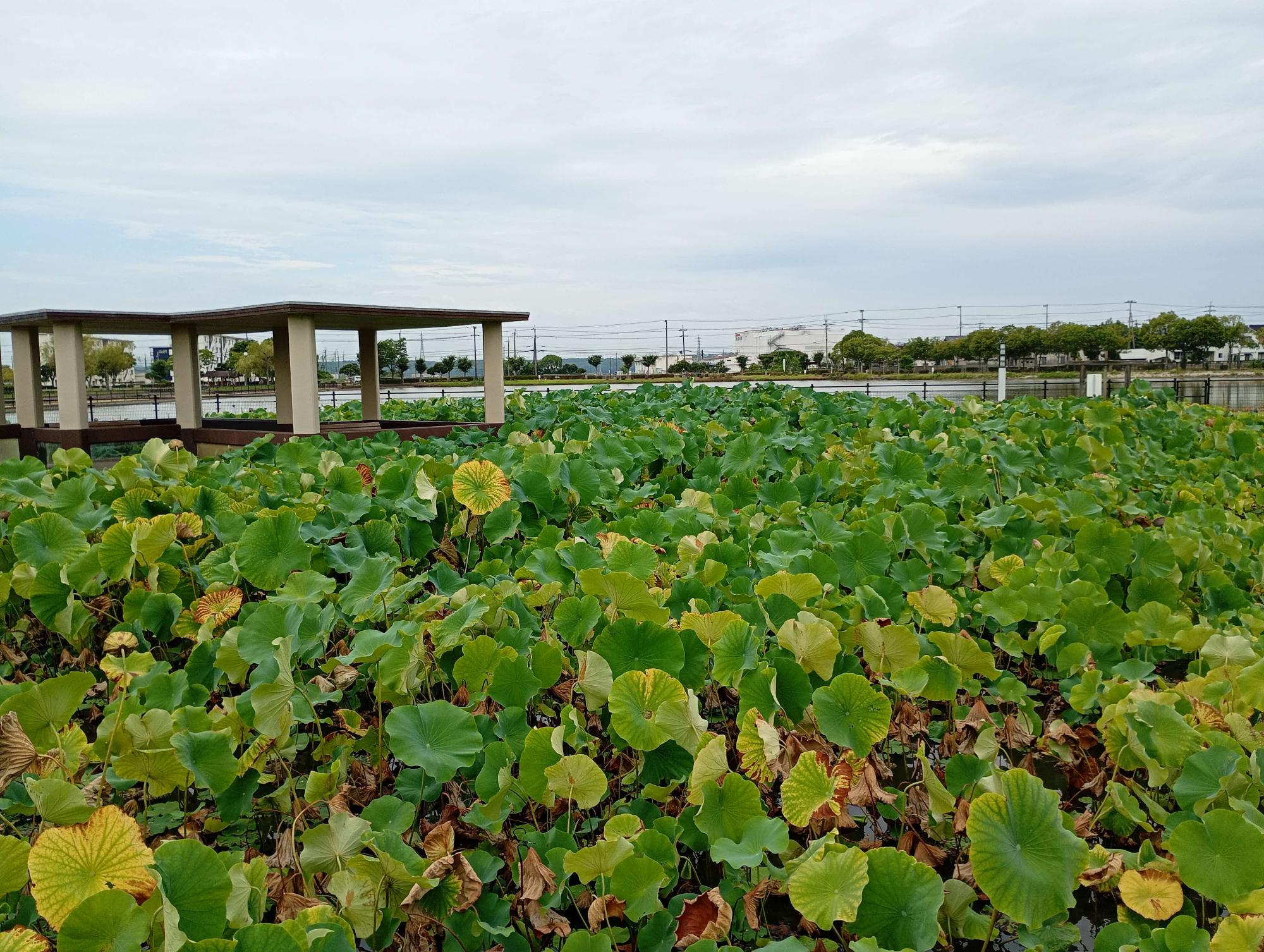 大賀蓮　現在の状況　2026年7月27日時点