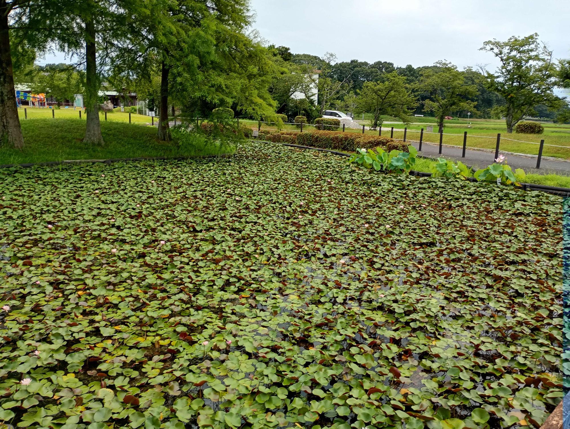 睡蓮　現在の状況　2026年7月27日時点