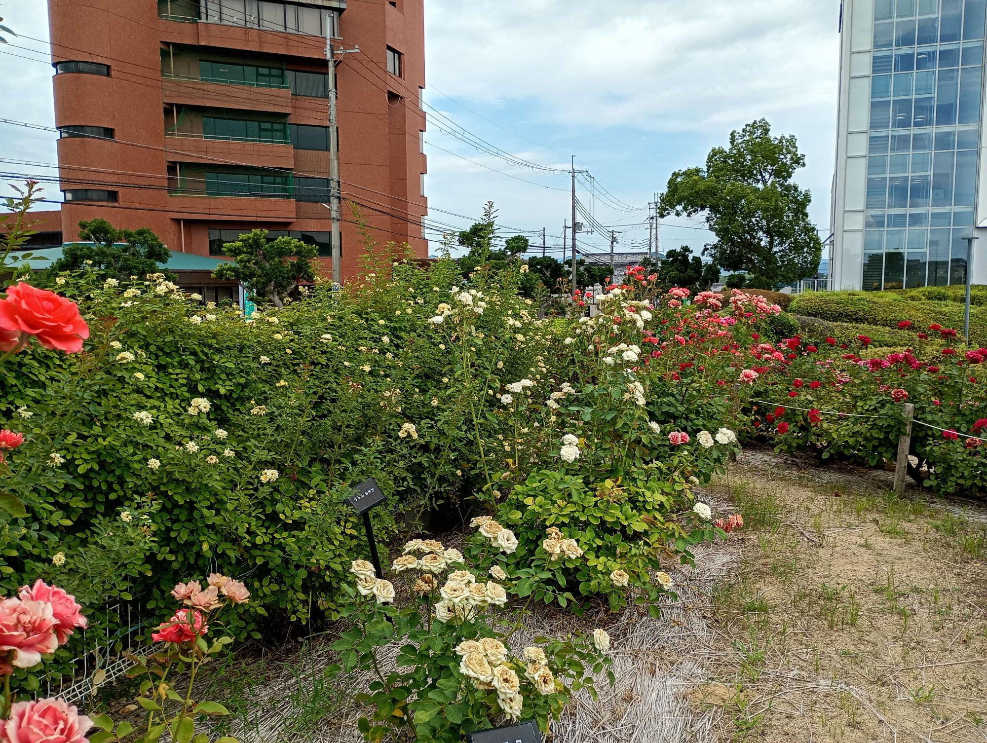 バラ園開花状況　2026年7月27日時点