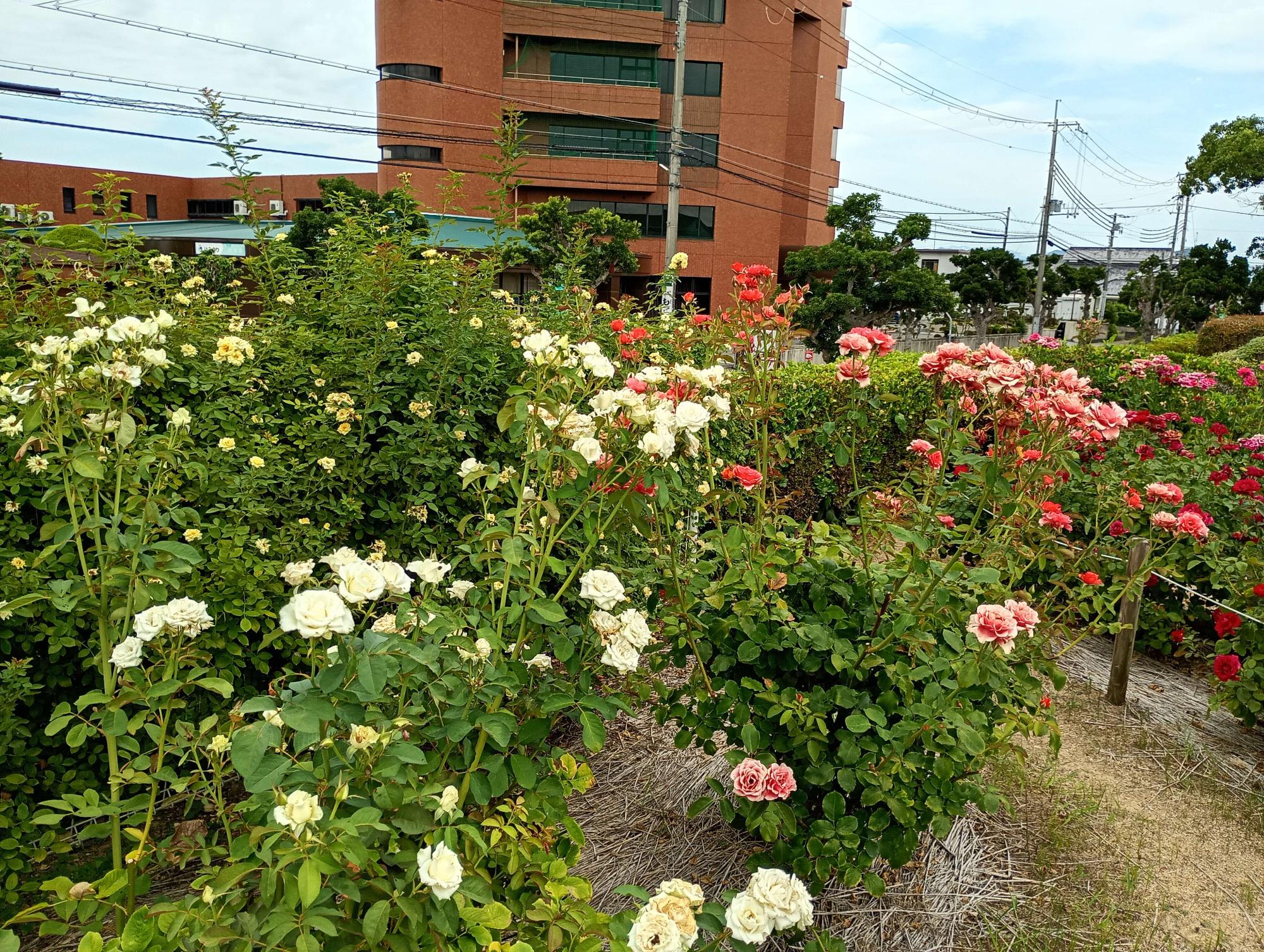 バラ園開花状況　2026年7月27日時点