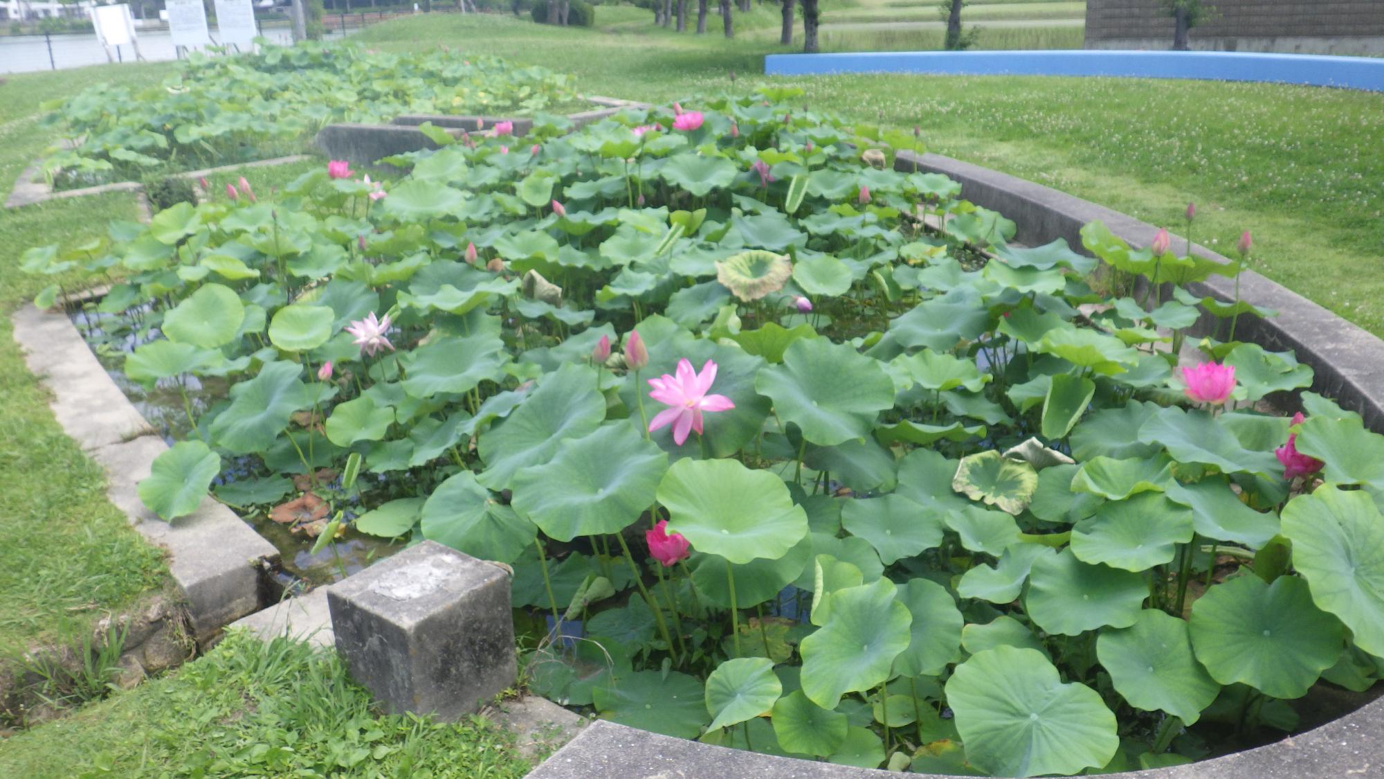 大賀蓮　開花　2025．6.17時点