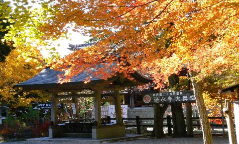 播州清水寺もみじ