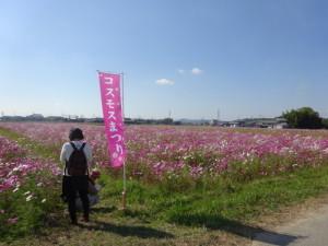 河高コスモス